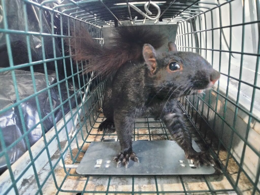 Squirrel control Fairfax
