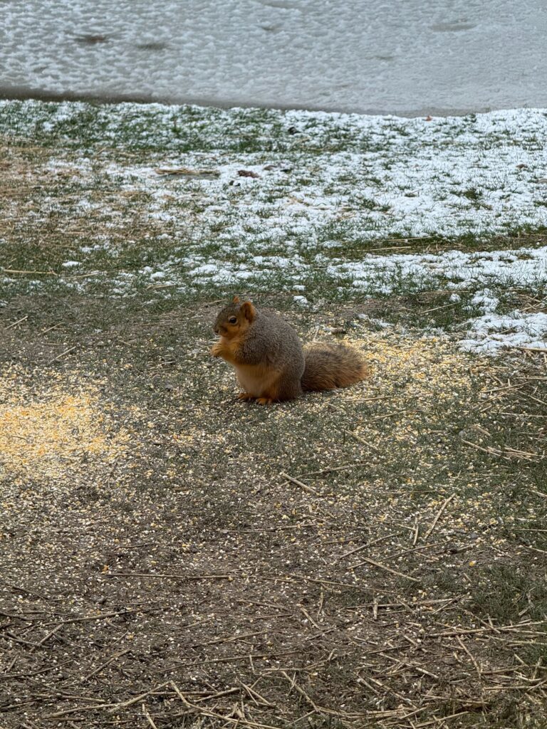 Squirrel control Fairfax