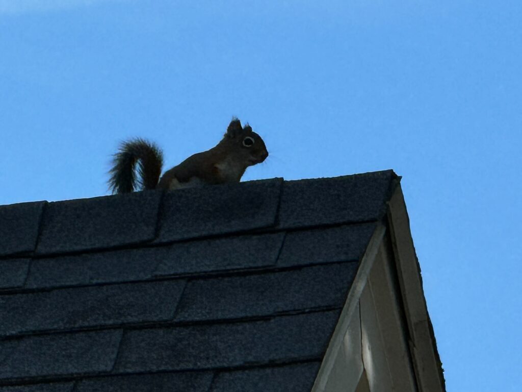 Squirrel control Fairfax