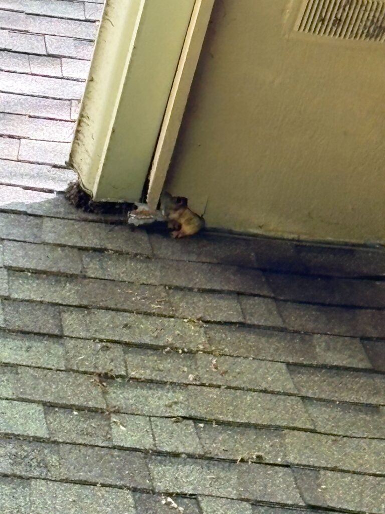 Squirrel control Fairfax