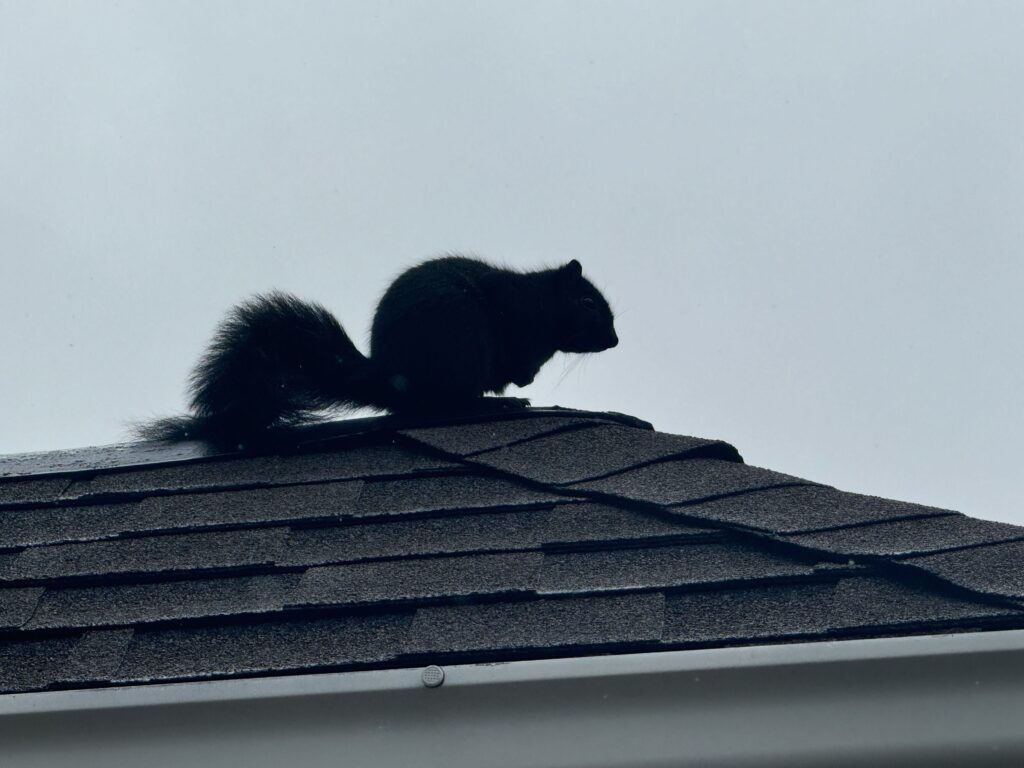 Squirrel control Fairfax